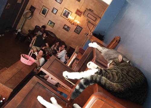 Le café des chats à Paris